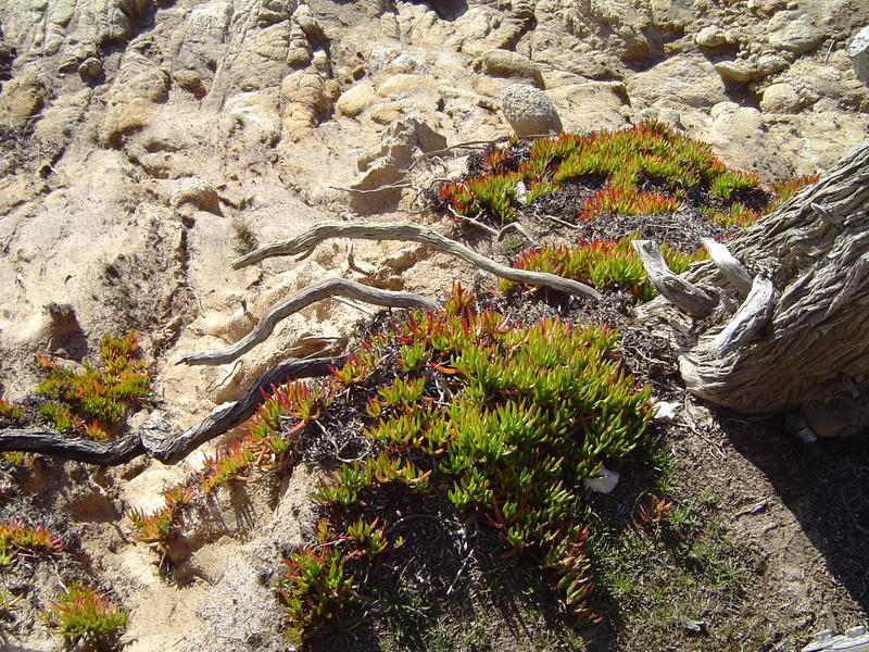 succulents plants growing on windswept coastal rocks